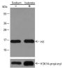 Anti-Histone H3 Rabbit pAb