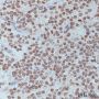 Anti-Histone H3 Rabbit pAb