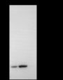 Anti-Histone H3 Rabbit mAb