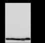 Anti-Histone H3 Rabbit mAb