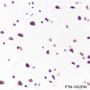 Anti-Histone H3 Rabbit mAb
