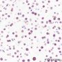 Anti-Histone H3 Rabbit mAb