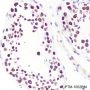 Anti-Histone H3 Rabbit mAb