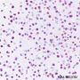 Anti-Histone H3 Rabbit mAb