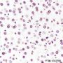 Anti-Histone H3 Rabbit mAb