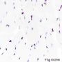 Anti-Histone H3 Rabbit mAb