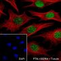 Anti-Histone H3 Rabbit mAb