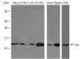 Anti-Histone H4 Rabbit pAb