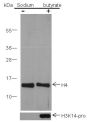 Anti-Histone H4 Rabbit pAb