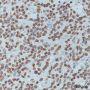 Anti-Histone H4 Rabbit pAb