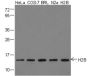 Anti-Histone H2B Rabbit pAb