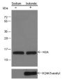 Anti-Histone H2A Rabbit pAb
