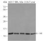 Anti-Histone H4 Mouse mAb