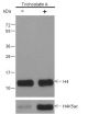 Anti-Histone H4 Mouse mAb