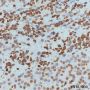 Anti-Histone H4 Mouse mAb