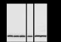 Anti-Histone H4 Rabbit mAb