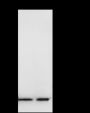 Anti-Histone H4 Rabbit mAb