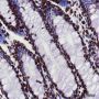 Anti-Histone H4 Rabbit mAb