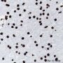 Anti-Histone H4 Rabbit mAb