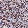 Anti-Histone H4 Rabbit mAb