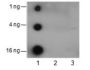 Anti-Acetyl-Histone H2A (Lys5) Rabbit pAb