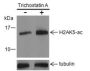 Anti-Acetyl-Histone H2A (Lys5) Rabbit pAb