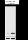Anti-Acetyl-Histone H2A (Lys5) Rabbit mAb