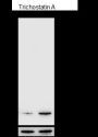 Anti-Acetyl-Histone H2A (Lys5) Rabbit mAb