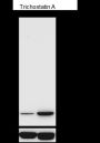 Anti-Acetyl-Histone H2A (Lys5) Rabbit mAb