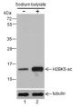 Anti-Acetyl-Histone H2B (Lys5) Rabbit pAb