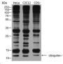 Anti-Ubiquitin Rabbit pAb (N-terminal)