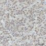 Anti-Ubiquitin Rabbit pAb (N-terminal)