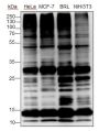 Anti-Ubiquitin Rabbit mAb (N-terminal)