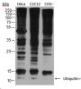 Anti-Ubiquitin Mouse mAb (N-terminal)