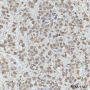 Anti-Ubiquitin Mouse mAb (N-terminal)