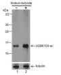 Anti-Acetyl-Histone H2B (Lys120) Rabbit pAb