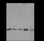 Anti-SUMO-1 Mouse mAb  (C-terminal)
