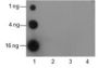 Anti-Acetyl-Histone H3 (Lys9) Rabbit pAb