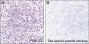 Anti-Acetyl-Histone H3 (Lys9) Rabbit pAb