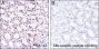 Anti-Acetyl-Histone H3 (Lys9) Rabbit pAb