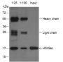 Anti-Acetyl-Histone H3 (Lys9) Rabbit pAb