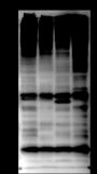 Anti-Ubiquitin Rabbit mAb (N-terminal, BSA and Azide Free)
