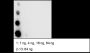 Anti-Acetyl-Histone H3 (Lys9) Rabbit mAb