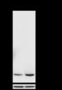 Anti-Acetyl-Histone H3 (Lys9) Rabbit mAb