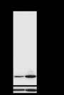 Anti-Acetyl-Histone H3 (Lys9) Rabbit mAb