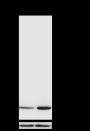 Anti-Acetyl-Histone H3 (Lys9) Rabbit mAb