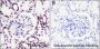 Anti-Acetyl-Histone H3 (Lys9) Rabbit mAb