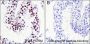Anti-Acetyl-Histone H3 (Lys9) Rabbit mAb