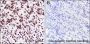 Anti-Acetyl-Histone H3 (Lys9) Rabbit mAb