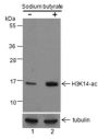 Anti-Acetyl-Histone H3 (Lys14) Rabbit pAb